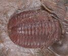 Red Thysanopeltis & Gerastos Trilobites - Hmar Laghdad #39884-3